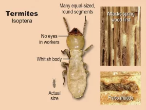 Termite Inspection