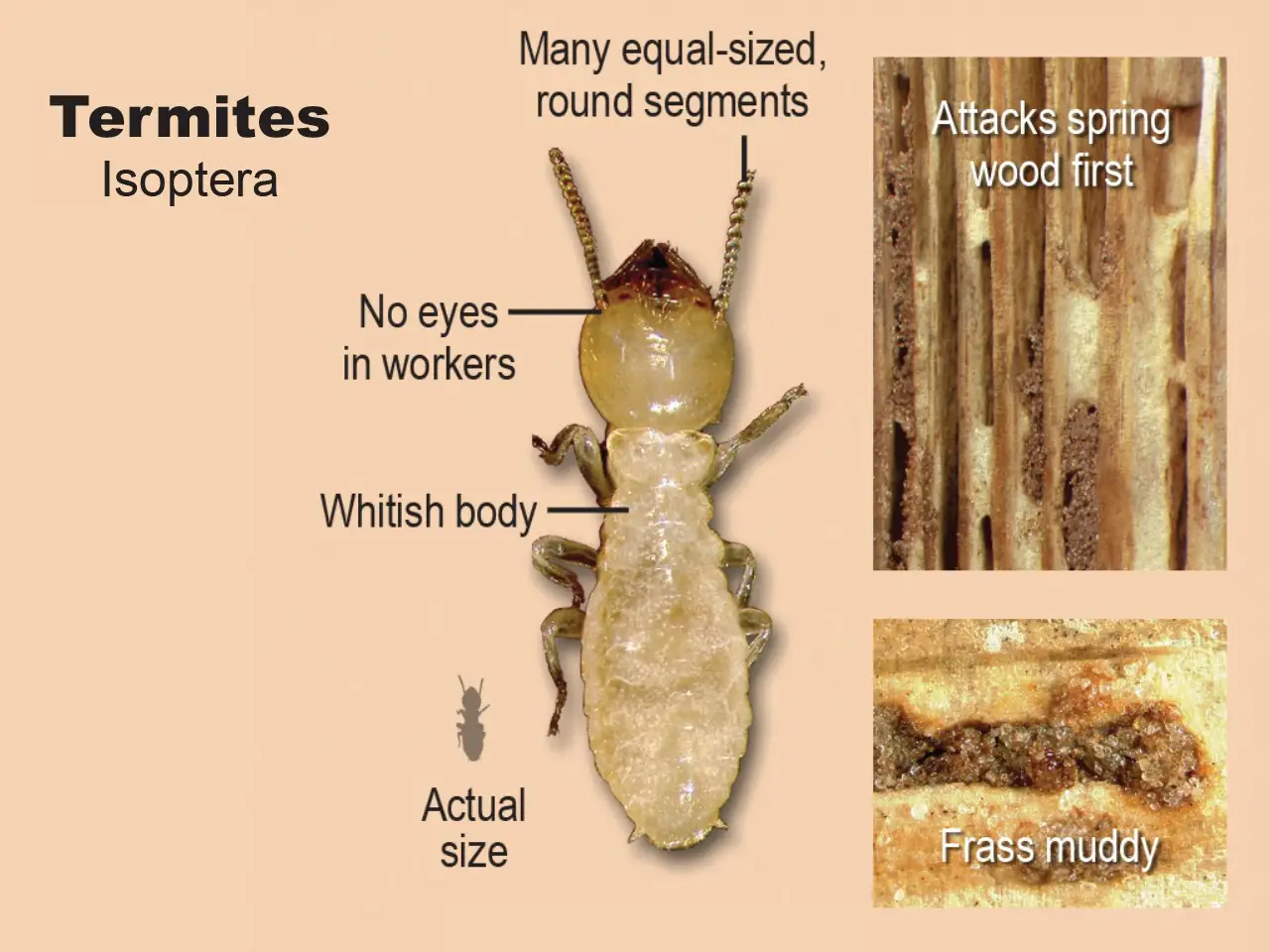 Termite Inspection