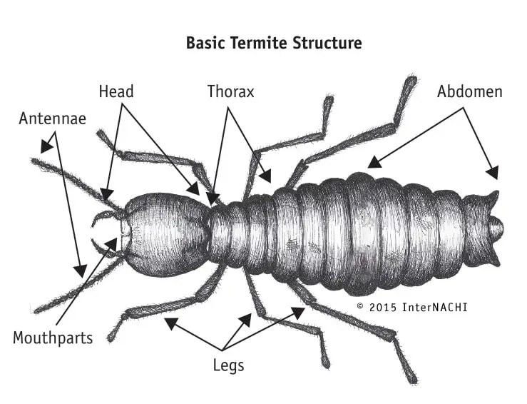 Basic-termite-structure - vantage home inspections Basic Termite Structure - Inspection Gallery - InterNACHI®